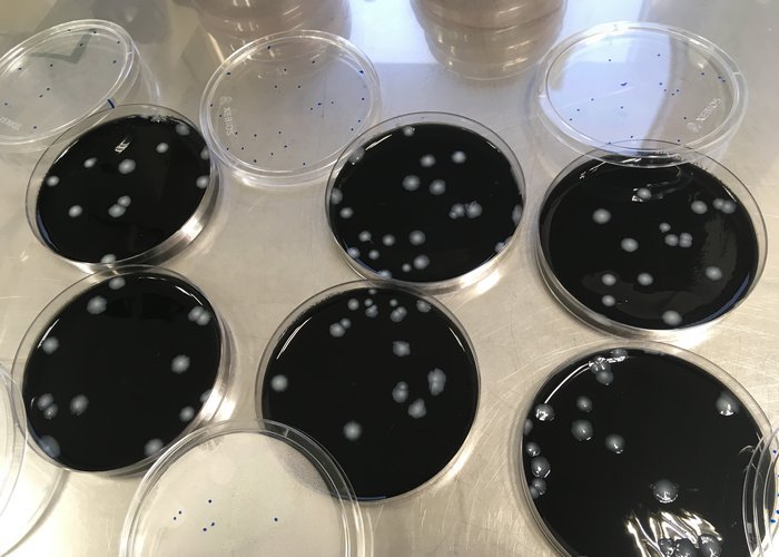 Laboruntersuchung von Proben in Petrischalen